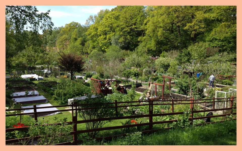 Koloniområde med grönska. Foto.